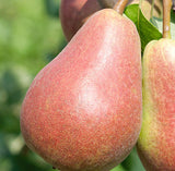 Pair of Pears: ‘Parker’ and ‘Summercrisp’