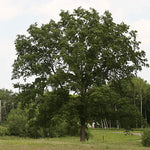 Majestic Skies Northern Pin Oak