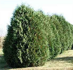 Techny Arborvitae