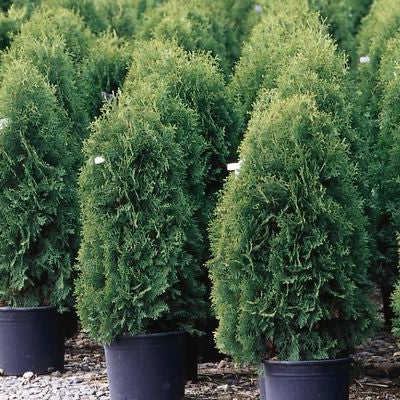 Techny Arborvitae