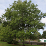 Skyline Honeylocust