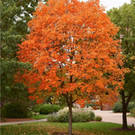 Fall Fiesta Sugar Maple