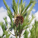 Eastern White Pine