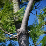 Eastern White Pine