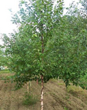 River Birch (Single-Stem)