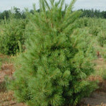 Eastern White Pine